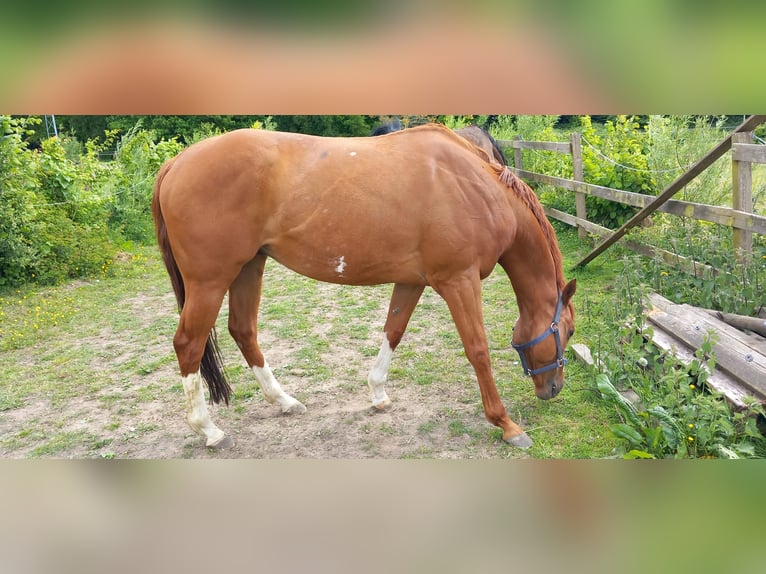 Irisches Vollblut Wallach 10 Jahre 162 cm Fuchs in Ardooie