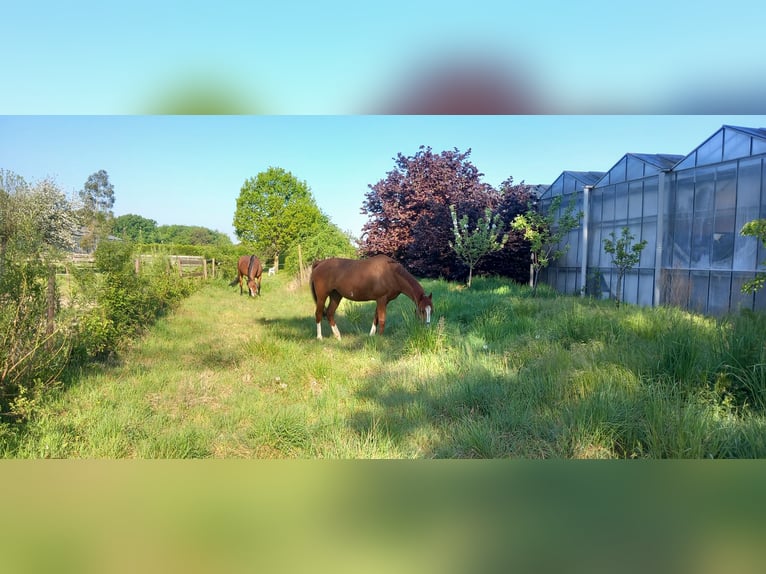 Irisches Vollblut Wallach 10 Jahre 162 cm Fuchs in Ardooie