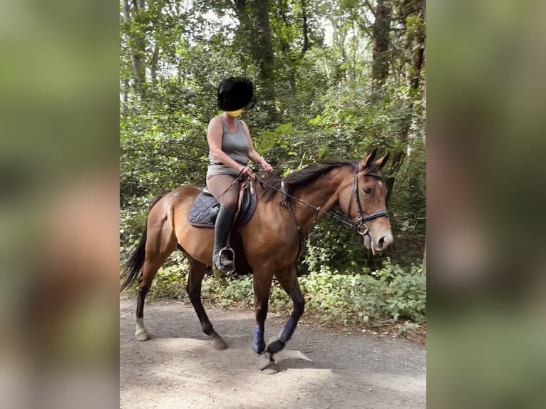 Irisches Vollblut Wallach 10 Jahre 165 cm Brauner in Koekelare