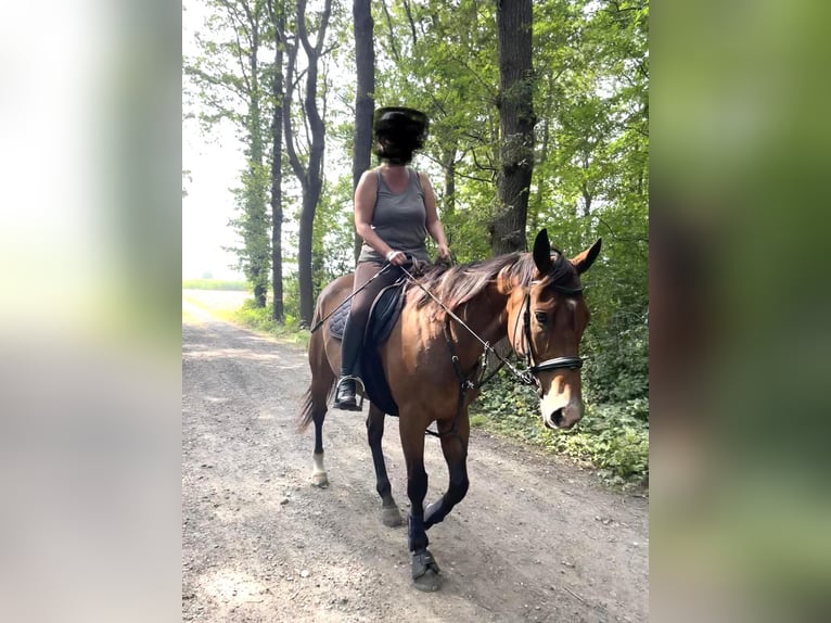Irisches Vollblut Wallach 10 Jahre 165 cm Brauner in Koekelare