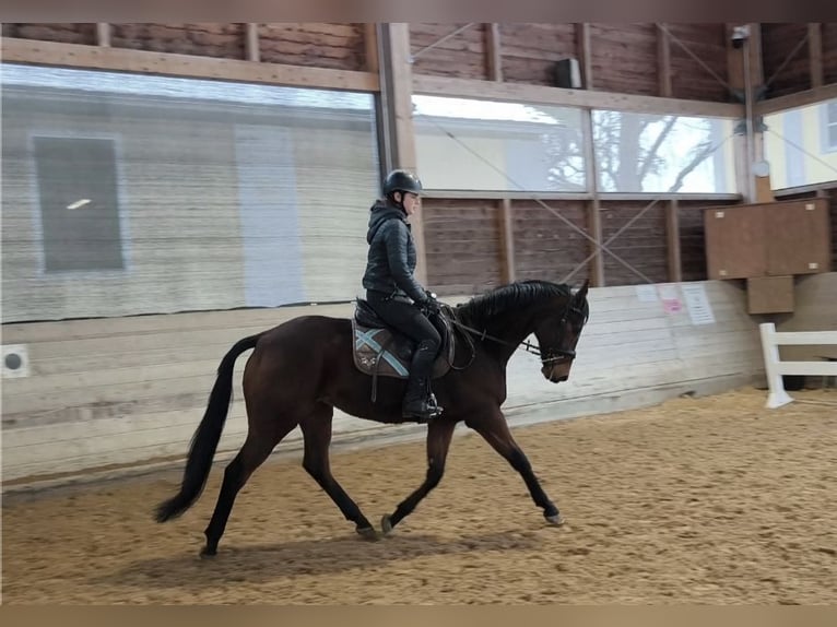 Irisches Vollblut Wallach 10 Jahre 166 cm Brauner in Stadl-Paura