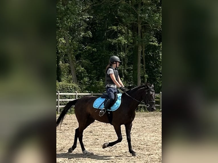 Irisches Vollblut Wallach 11 Jahre 158 cm Rappe in Bunsbeek