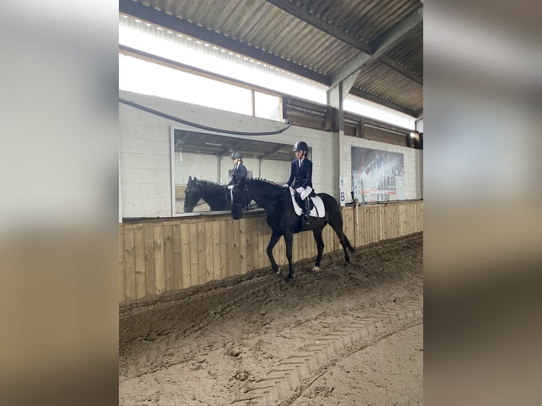 Irisches Vollblut Wallach 11 Jahre 158 cm Rappe in Bunsbeek