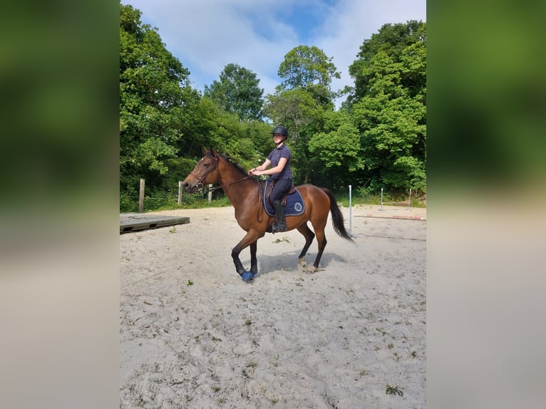 Irisches Vollblut Wallach 11 Jahre 160 cm Brauner in Callac