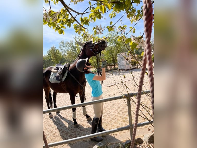 Irisches Vollblut Wallach 11 Jahre 163 cm Brauner in Leiblfing