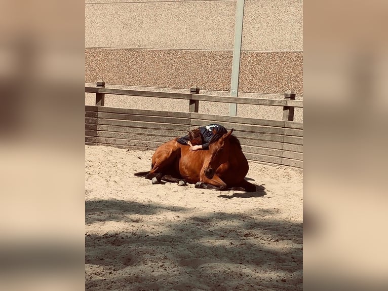 Irisches Vollblut Wallach 11 Jahre 165 cm Brauner in Zele