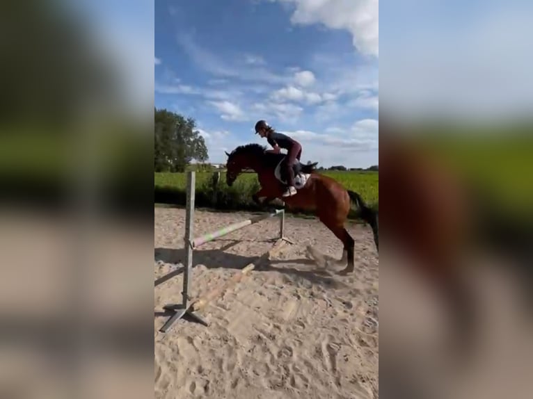 Irisches Vollblut Wallach 11 Jahre 165 cm Brauner in Zele