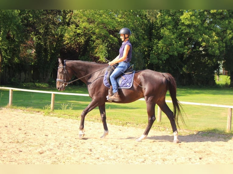 Irisches Vollblut Wallach 11 Jahre 175 cm Dunkelbrauner in Bienenbüttel Irisches Vollblut Wallach 11 Jahre 175 cm Dunkelbrauner in Bienenbüttel