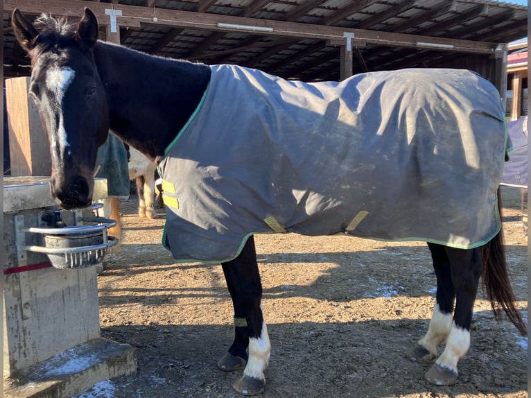 Irisches Vollblut Wallach 12 Jahre 163 cm in Poing