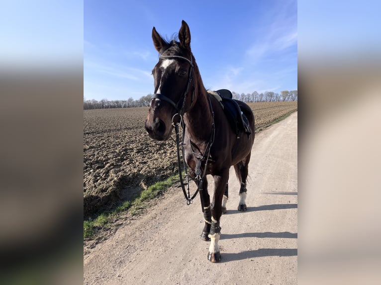 Irisches Vollblut Wallach 12 Jahre 163 cm in Poing