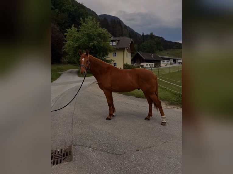 Irisches Vollblut Wallach 12 Jahre 165 cm Fuchs in LauenPuch