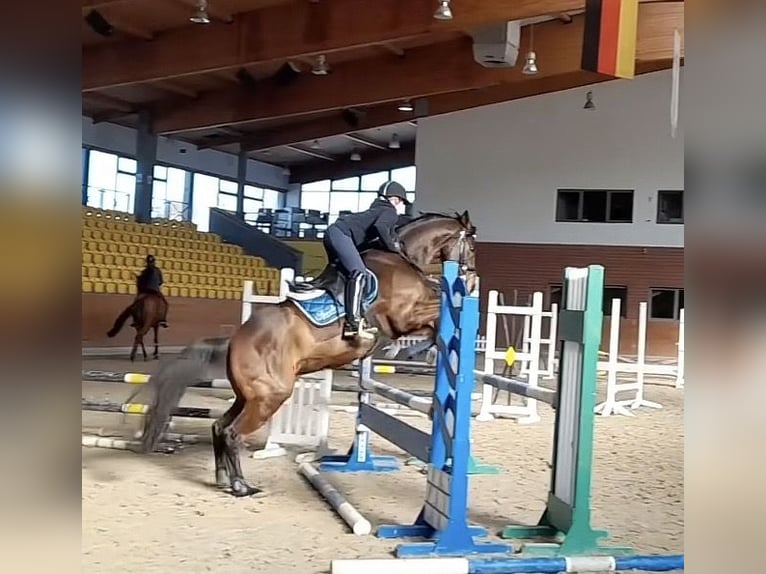 Irisches Vollblut Wallach 13 Jahre 163 cm Brauner in Weismain