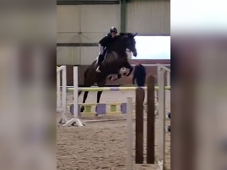 Irisches Vollblut Wallach 13 Jahre 163 cm Brauner in Weismain