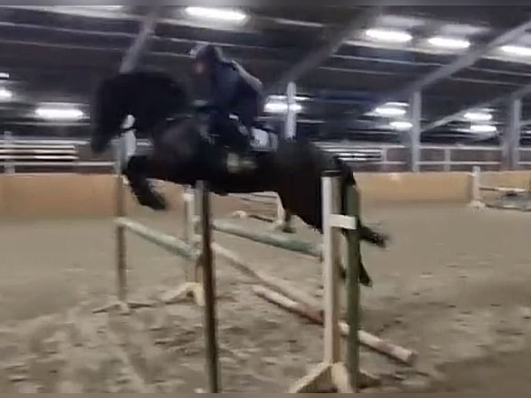 Irisches Vollblut Wallach 13 Jahre 163 cm Brauner in Weismain