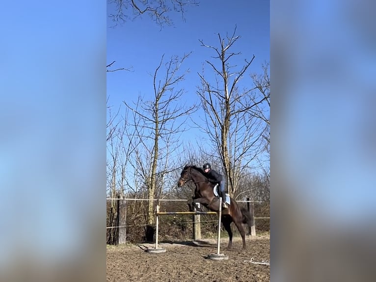 Irisches Vollblut Wallach 13 Jahre 163 cm Brauner in Weismain