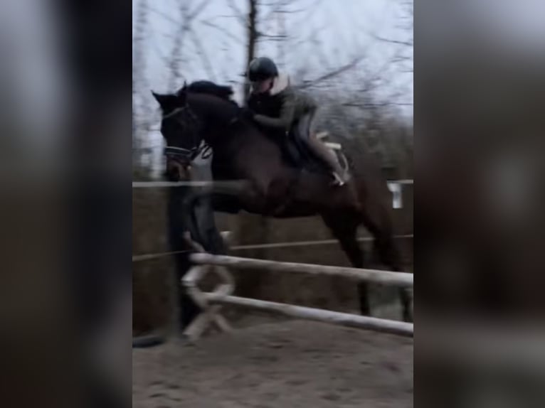 Irisches Vollblut Wallach 13 Jahre 163 cm Brauner in Weismain