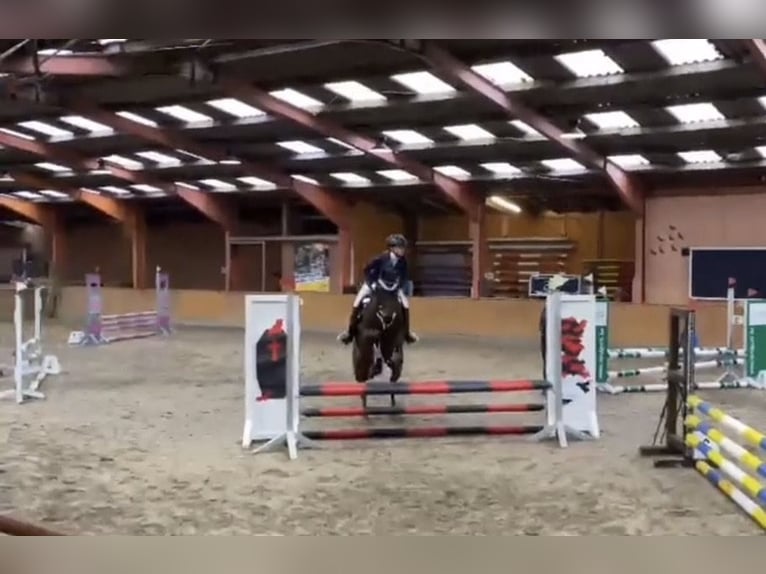 Irisches Vollblut Wallach 13 Jahre 163 cm Brauner in Weismain