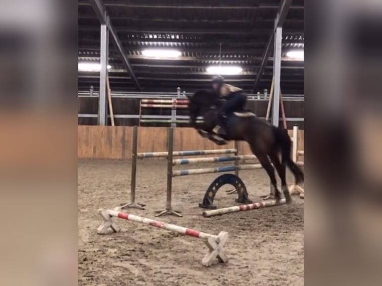 Irisches Vollblut Wallach 13 Jahre 163 cm Brauner in Weismain