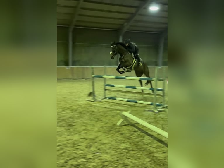 Irisches Vollblut Wallach 13 Jahre 163 cm Brauner in Weismain