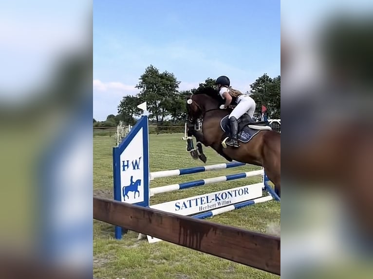 Irisches Vollblut Wallach 13 Jahre 163 cm Brauner in Weismain