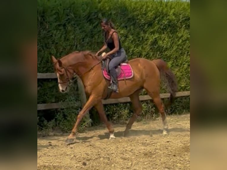 Irisches Vollblut Wallach 14 Jahre 165 cm Fuchs in bornem