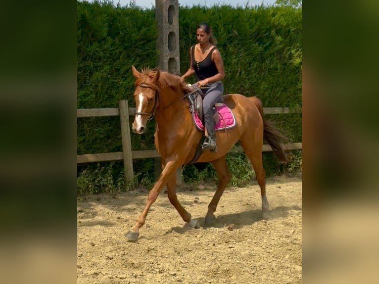 Irisches Vollblut Wallach 14 Jahre 165 cm Fuchs in bornem