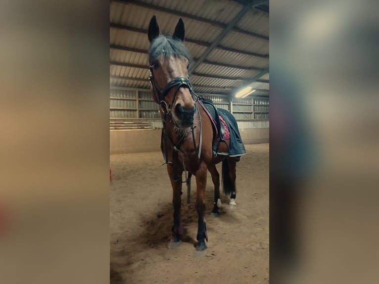 Irisches Vollblut Wallach 14 Jahre 168 cm Dunkelfuchs in Beelen