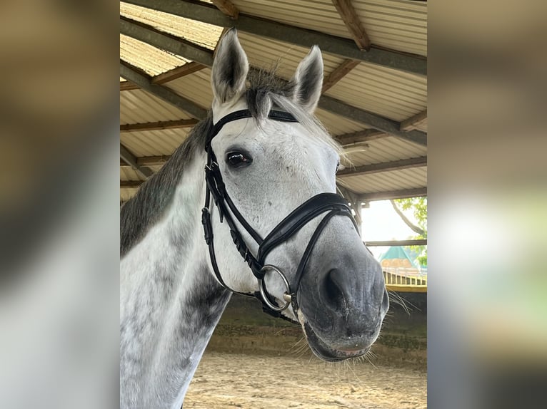 Irisches Vollblut Wallach 16 Jahre 172 cm Schimmel in Neuss