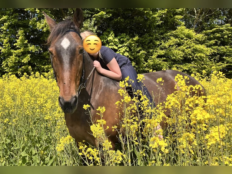 Irisches Vollblut Wallach 17 Jahre 152 cm Dunkelbrauner in Schlichting