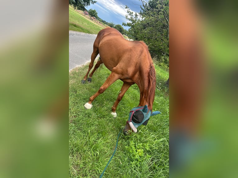 Irisches Vollblut Wallach 18 Jahre 170 cm Fuchs in Elsterwerda