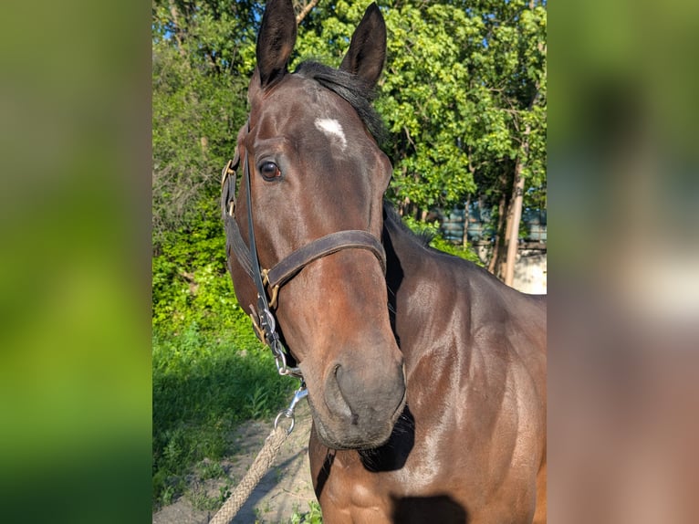 Irisches Vollblut Wallach 3 Jahre Dunkelbrauner in Warszawa