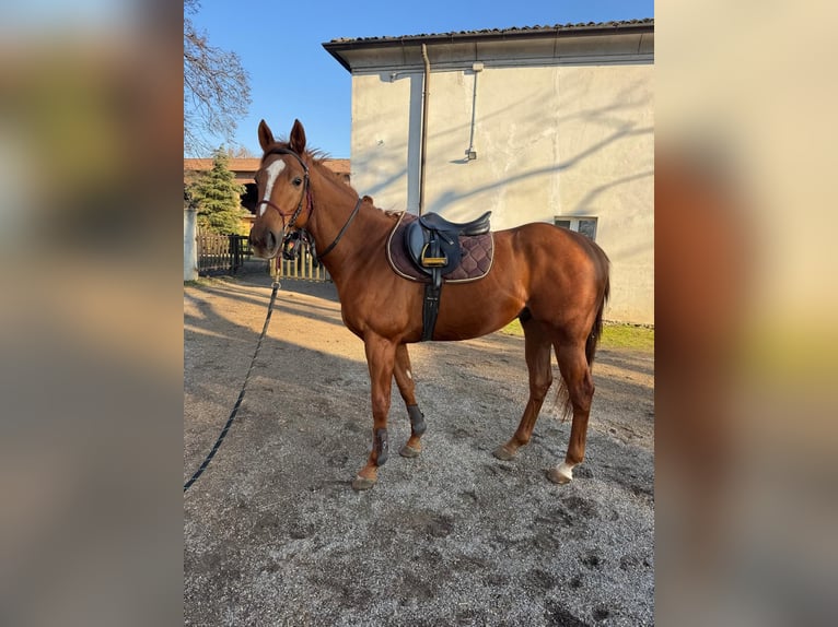 Irisches Vollblut Wallach 4 Jahre 170 cm Fuchs in Muggiò