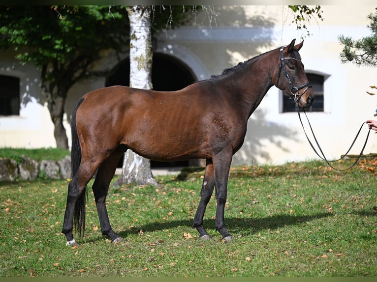 Irisches Vollblut Wallach 5 Jahre 158 cm Brauner in Seeon-Seebruck