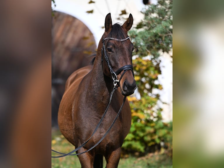 Irisches Vollblut Wallach 5 Jahre 158 cm Brauner in Seeon-Seebruck