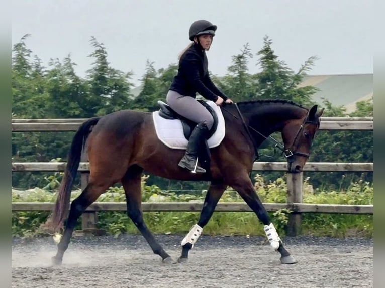 Irisches Vollblut Wallach 5 Jahre 158 cm Rotbrauner in Newry