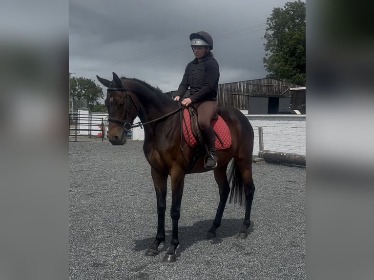 Irisches Vollblut Wallach 5 Jahre 158 cm Rotbrauner in Newry