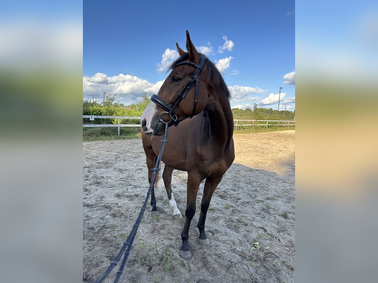 Irisches Vollblut Wallach 5 Jahre 163 cm Brauner in Visselhövede