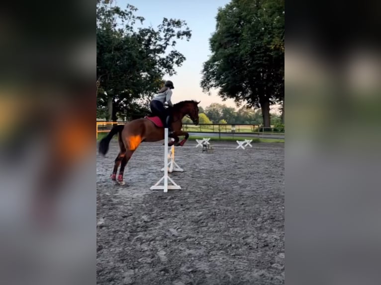 Irisches Vollblut Wallach 5 Jahre 166 cm Brauner in Itzehoe