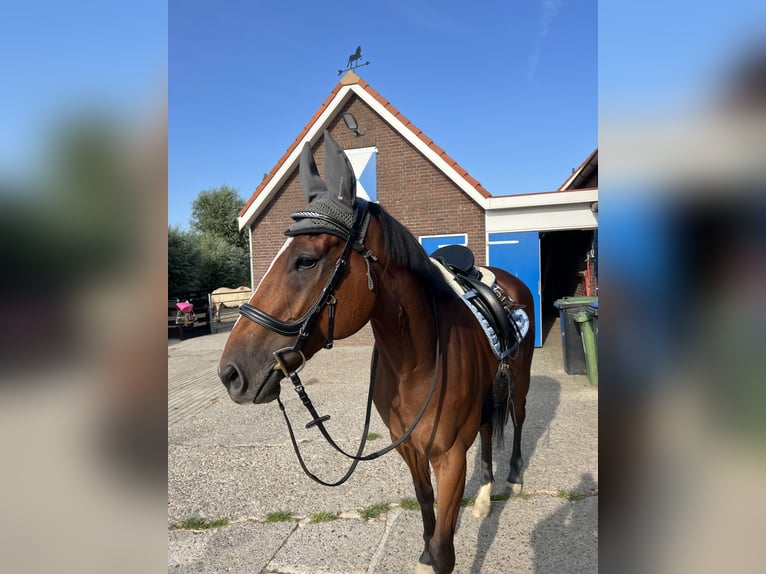 Irisches Vollblut Wallach 6 Jahre 162 cm Brauner in Alphen aan den Rijn