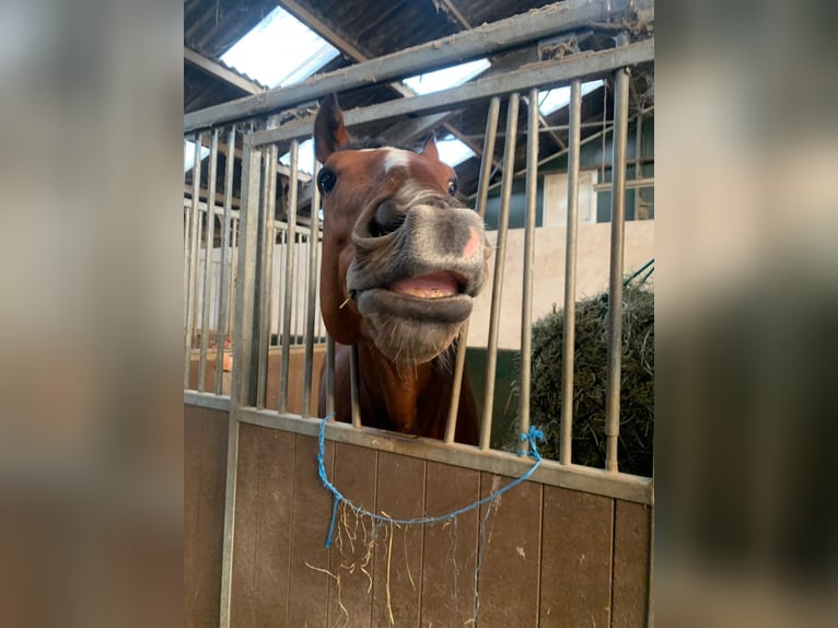 Irisches Vollblut Wallach 6 Jahre 162 cm Brauner in Alphen aan den Rijn