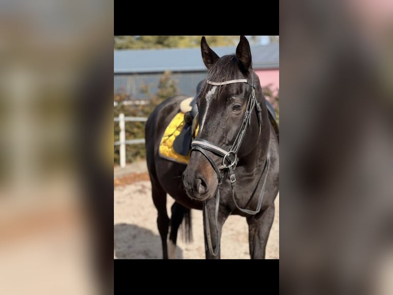 Irisches Vollblut Wallach 6 Jahre 162 cm in E&#xDF;weiler