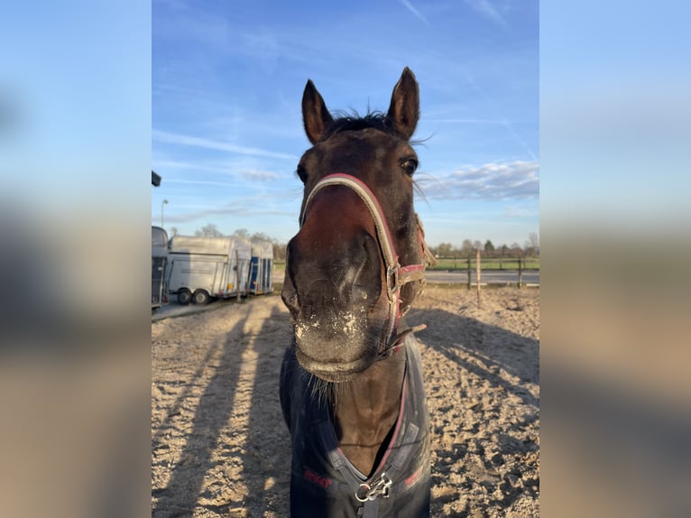 Irisches Vollblut Wallach 6 Jahre 164 cm Brauner in Wijk bij Duurstede