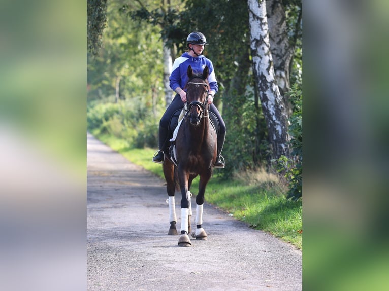 Irisches Vollblut Mix Wallach 6 Jahre 164 cm Dunkelbrauner in uelsen