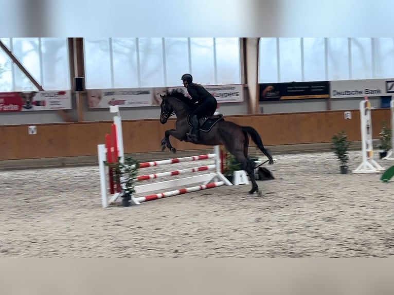 Irisches Vollblut Wallach 6 Jahre 165 cm Brauner in Alpen