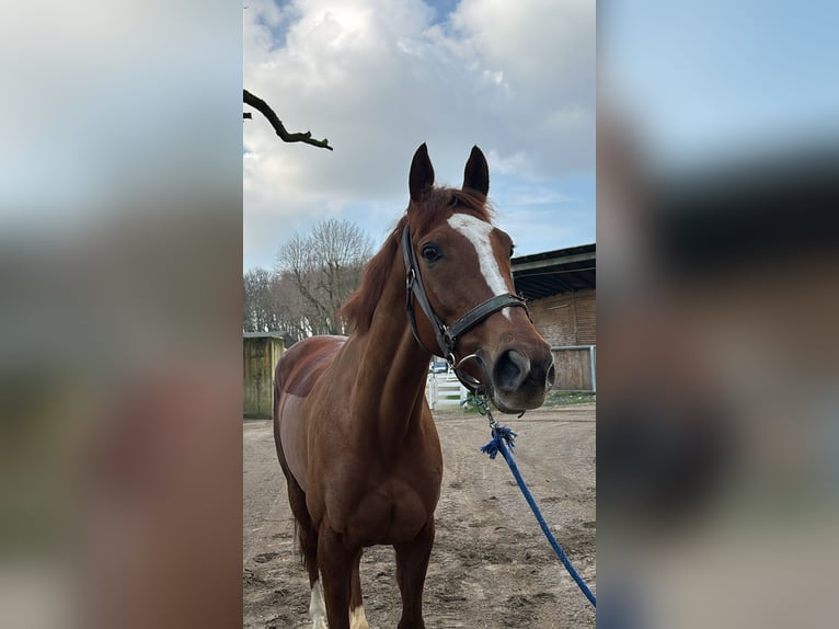 Irisches Vollblut Wallach 6 Jahre 165 cm Fuchs in Pähl