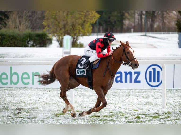 Irisches Vollblut Wallach 6 Jahre 165 cm Fuchs in Pähl