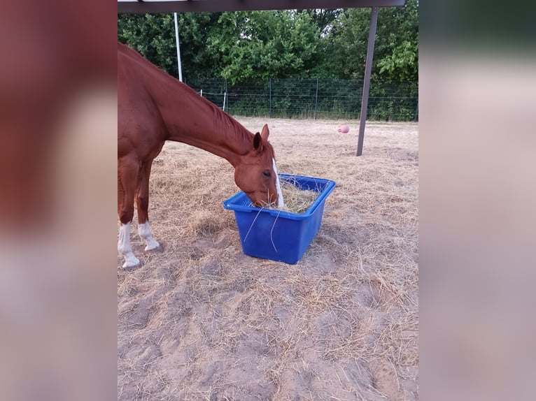 Irisches Vollblut Wallach 6 Jahre 178 cm Fuchs in Bremerhaven