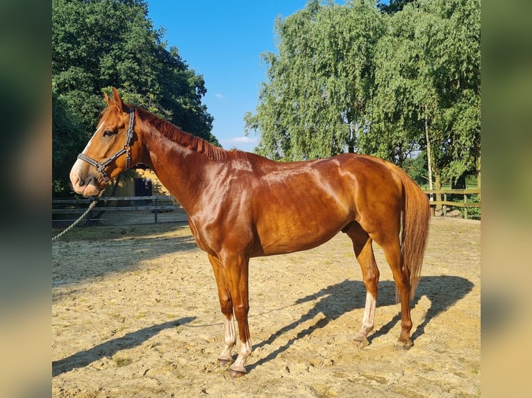 Irisches Vollblut Wallach 6 Jahre 178 cm Fuchs in Bremerhaven