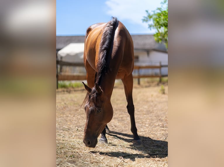 Irisches Vollblut Wallach 7 Jahre 160 cm Brauner in Alsbach-Hähnlein