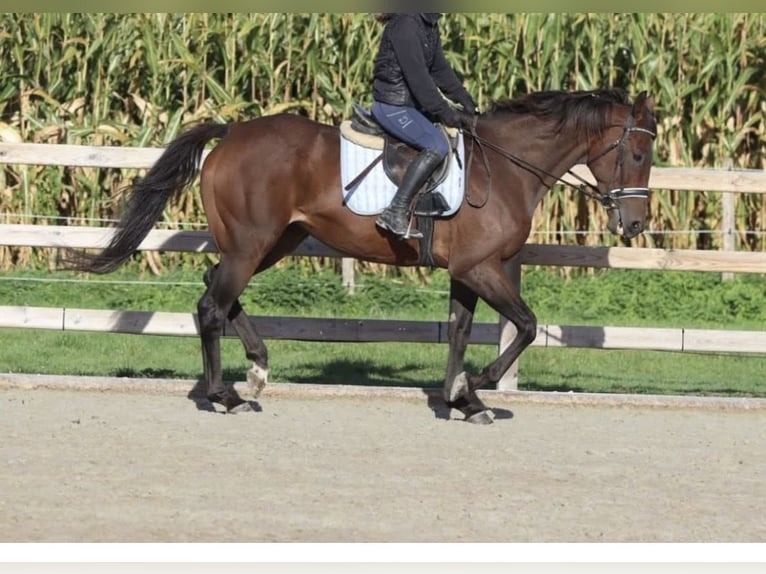 Irisches Vollblut Wallach 7 Jahre 168 cm Brauner in Opoeteren